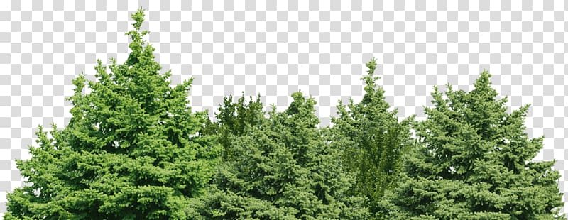 green leaf trees, Spruce Fir Pine Forest Tree, forest background transparent background PNG clipart