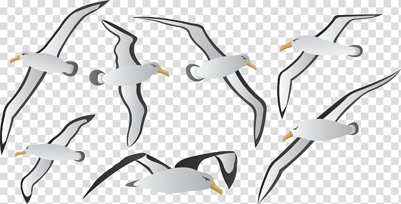 Albatross Bird Euclidean , Wild albatross transparent background PNG clipart
