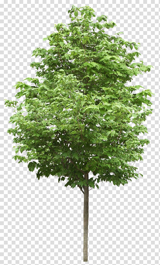 Small Trees Birch Deciduous , tree transparent background PNG clipart