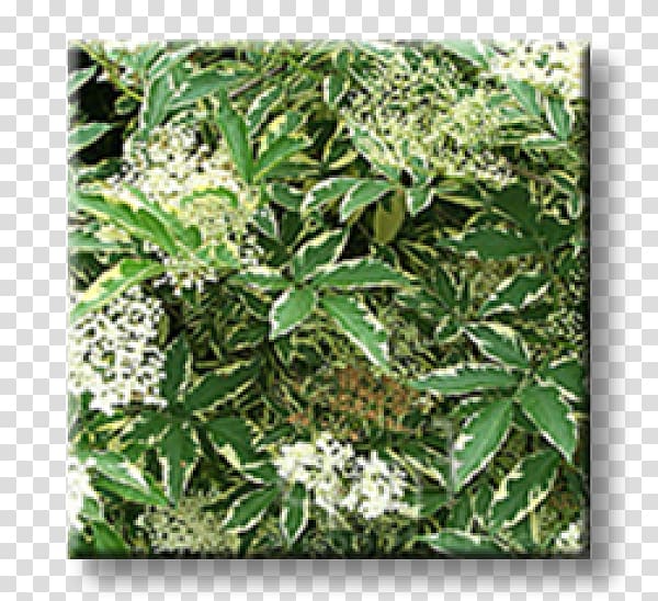 Elder Leaf Shrub Hedge Weigela, Leaf transparent background PNG clipart