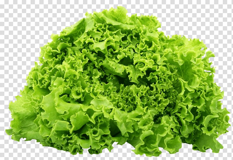 Lettuce sandwich BLT Romaine lettuce Salad Butterhead lettuce, salad transparent background PNG clipart