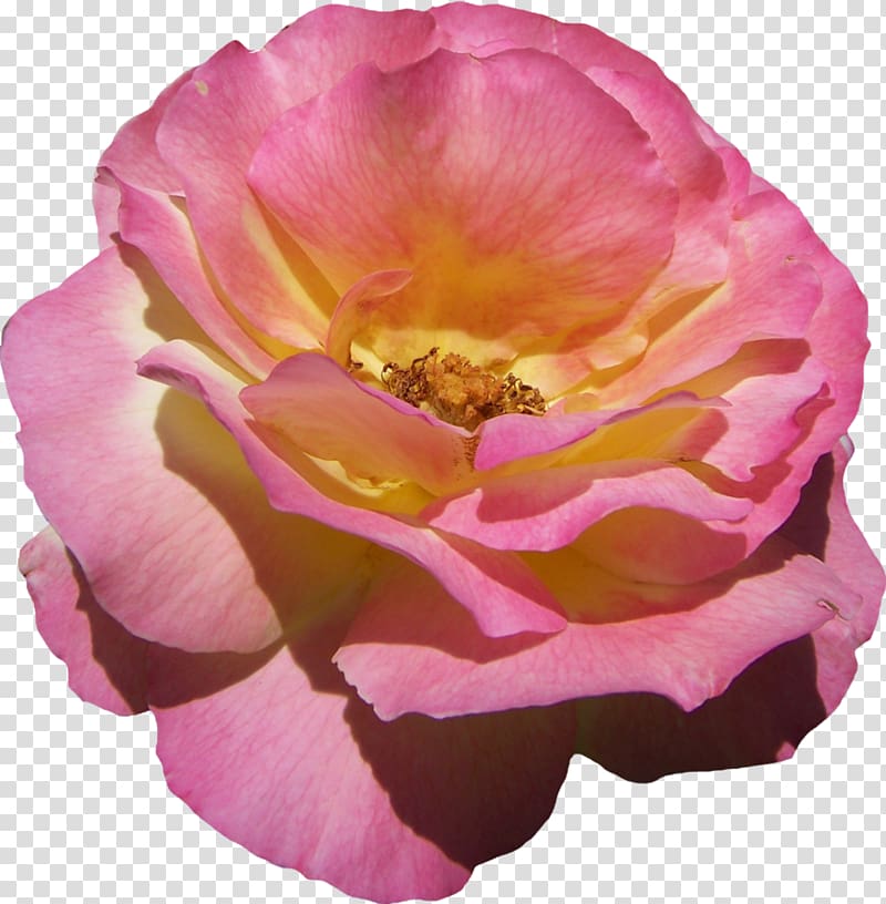 Floribunda Cabbage rose Garden roses French rose China rose, yellow pink roses transparent background PNG clipart