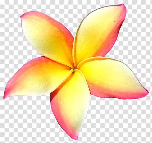 Frangipani Petal Flower , frangipani transparent background PNG clipart
