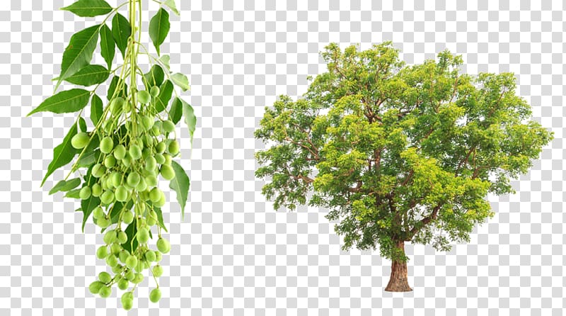 Neem Tree graph, Azadirachta indica transparent background PNG clipart