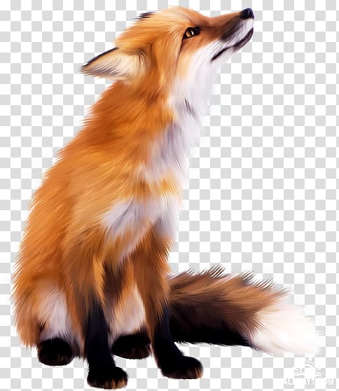 Red fox Zorro, fox transparent background PNG clipart