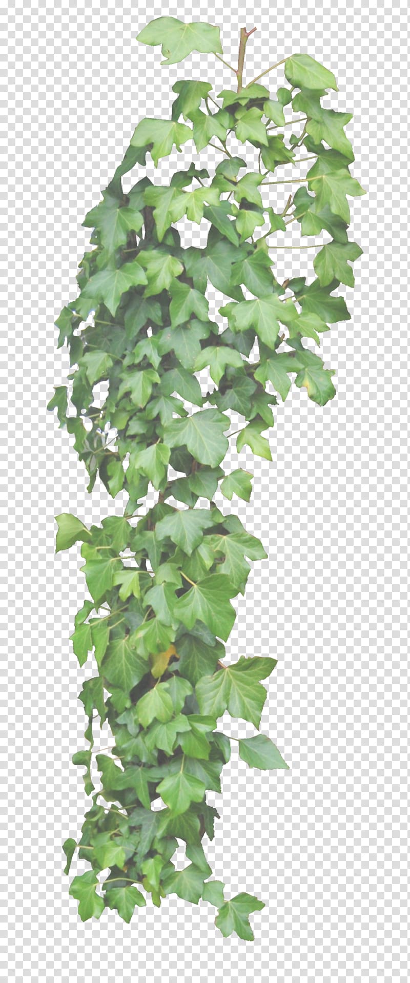 green vine plant, Common ivy Vine Plant , ivy transparent background PNG clipart