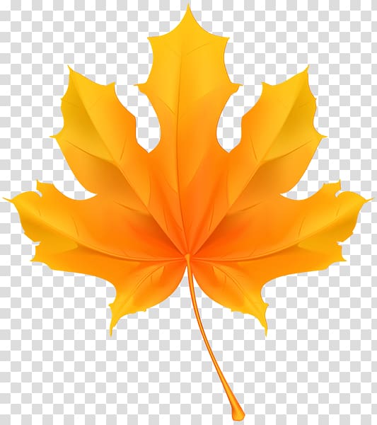 Maple leaf , others transparent background PNG clipart