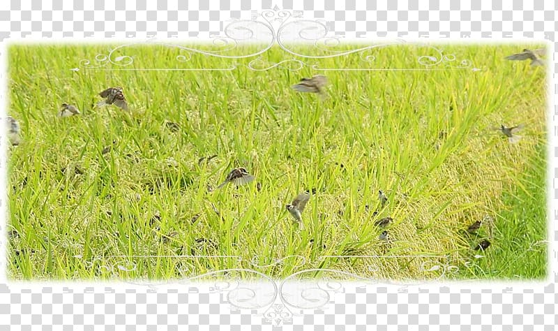 Vetiver Lawn Chrysopogon, rice paddy transparent background PNG clipart