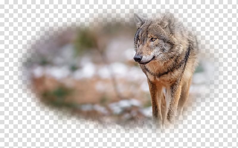 Gray wolf Desktop Red wolf Red fox, kurt resmi transparent background PNG clipart