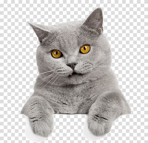 looking at the cat transparent background PNG clipart