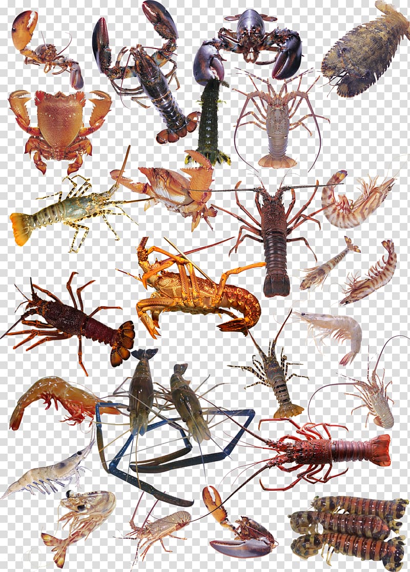 Seafood Crab Shrimp Palinurus elephas, A large gathering of sea shrimp transparent background PNG clipart