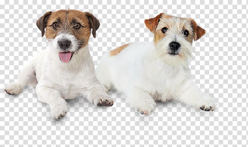 Jack Russell Terrier Wire Hair Fox Terrier Dog breed Puppy, jack russel transparent background PNG clipart