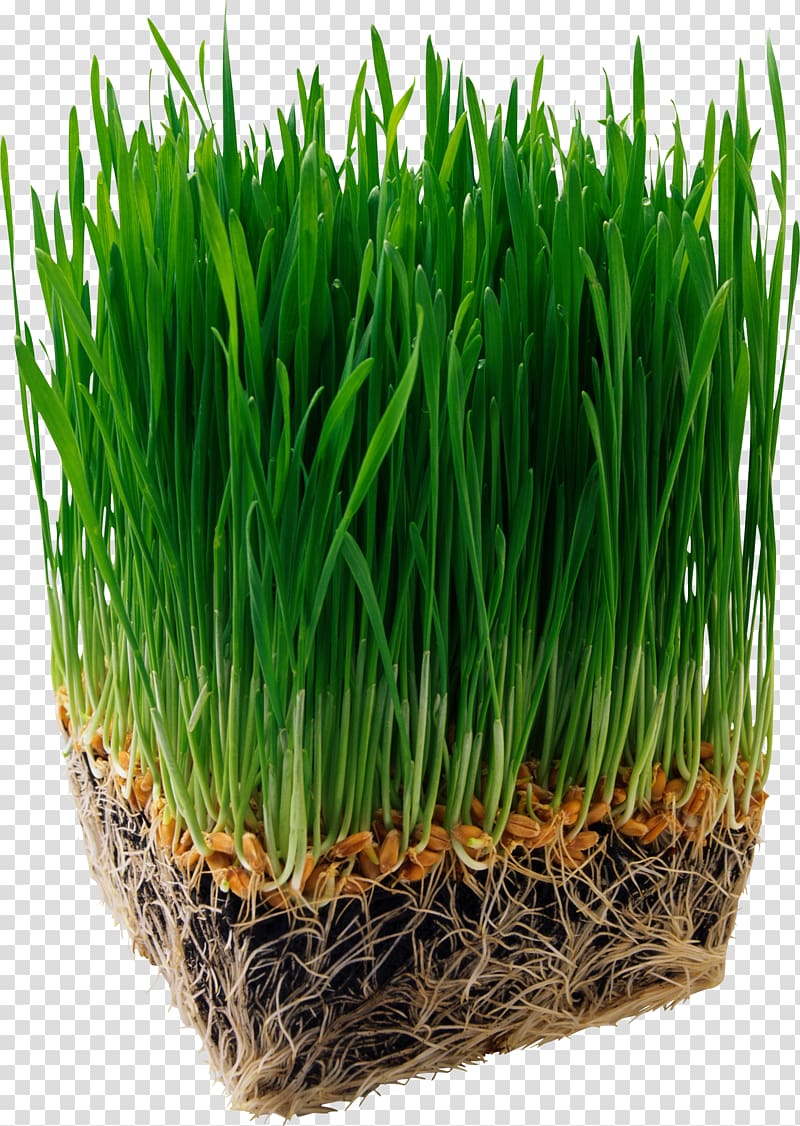Juice Organic food Barley Wheatgrass Nutrition, alfalfa transparent background PNG clipart
