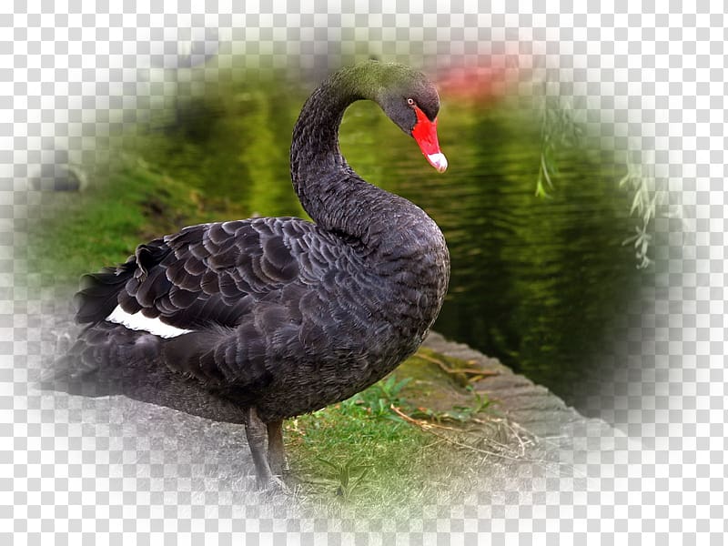 Black swan Bird Desktop Computer, swans transparent background PNG clipart