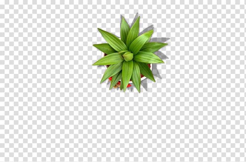 potted plants, grasses transparent background PNG clipart