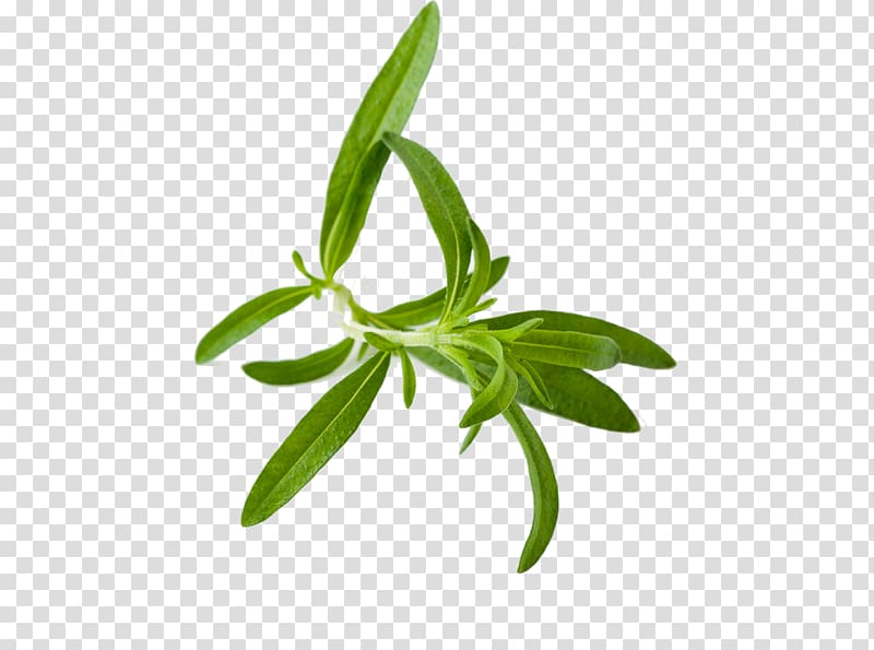 Tea Herb Liqueur Summer savory, herb transparent background PNG clipart