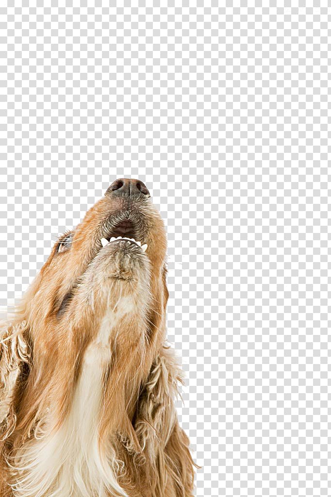 English Cocker Spaniel Sapsali Puppy Purebred dog, dog,puppy,pet,animal transparent background PNG clipart