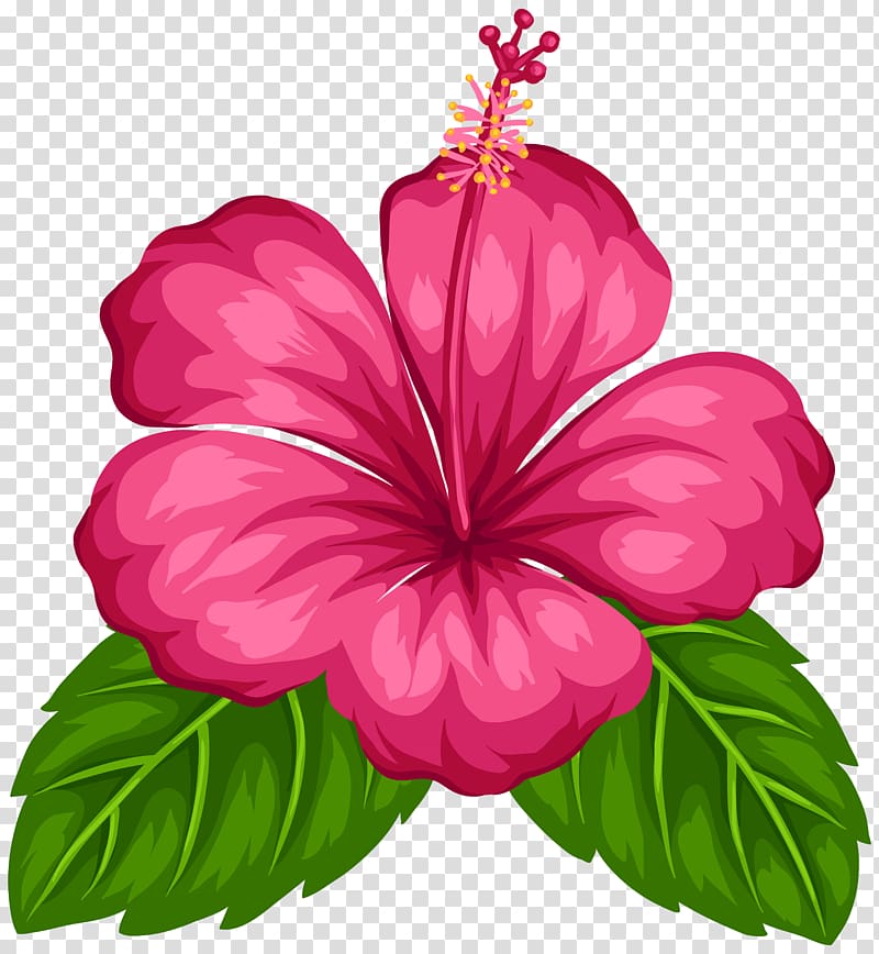 pink hibiscus , Good Morning Android Greeting, tropical flower transparent background PNG clipart