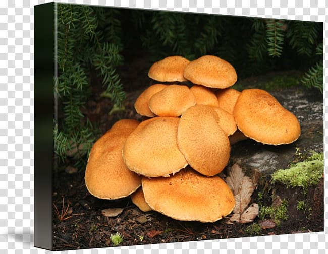 Oyster Mushroom Pleurotus eryngii Shiitake Medicinal fungi, mushroom transparent background PNG clipart