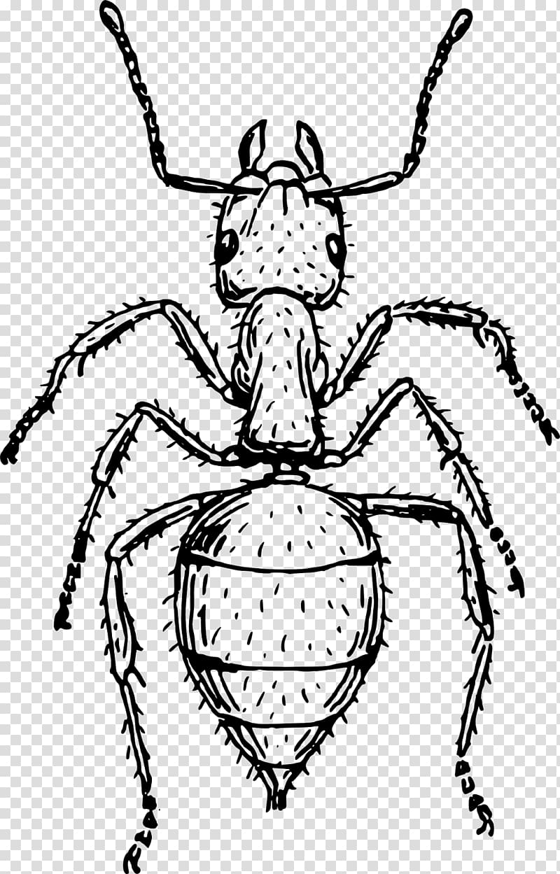 Insect Ant Drawing Line art, insect transparent background PNG clipart