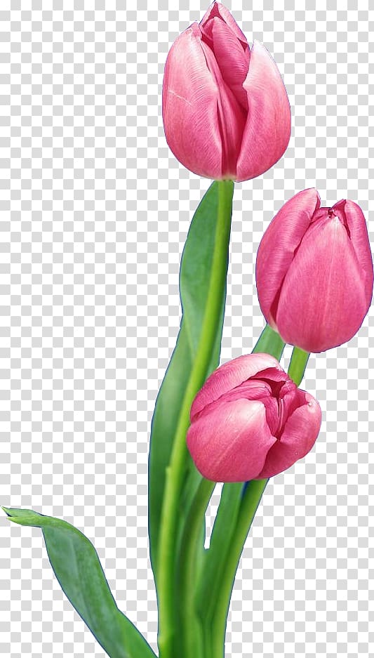Tulip Nosegay Flower bouquet, Pink Tulips transparent background PNG clipart