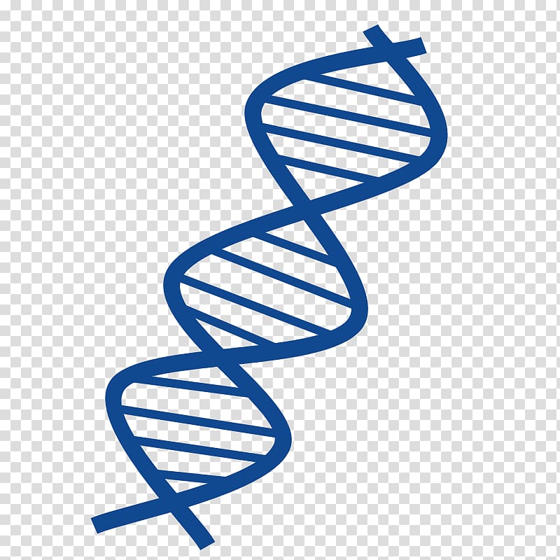 DNA Nucleic acid double helix Free content , DNA transparent background PNG clipart