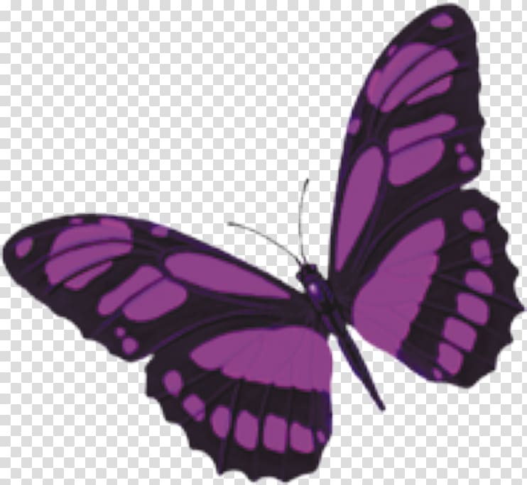 Monarch butterfly Purple, butterfly transparent background PNG clipart