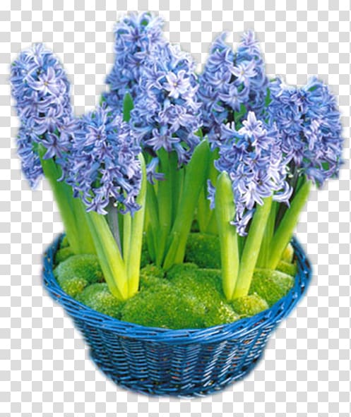 Cut flowers Internet English lavender, flower transparent background PNG clipart