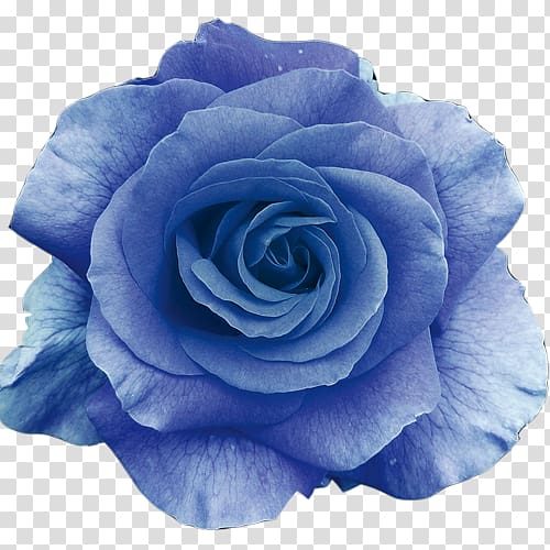 blue rose flower art, Flower bouquet Blue rose , rose transparent background PNG clipart