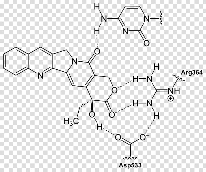 Camptothecin Quinoline Chemistry Alkaloid Topotecan, BINDING transparent background PNG clipart