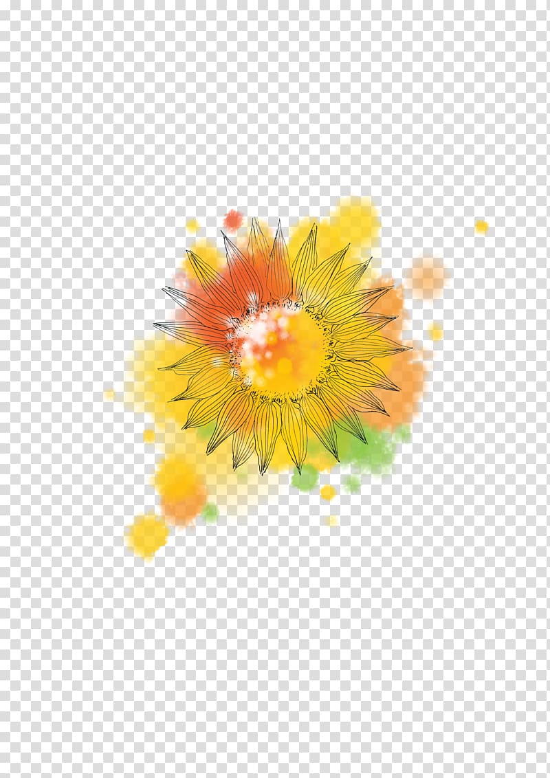 Common sunflower Sunflowers, Sunflower transparent background PNG clipart