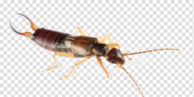 Brown-banded cockroach Insect Spider House Centipede, Earwig transparent background PNG clipart