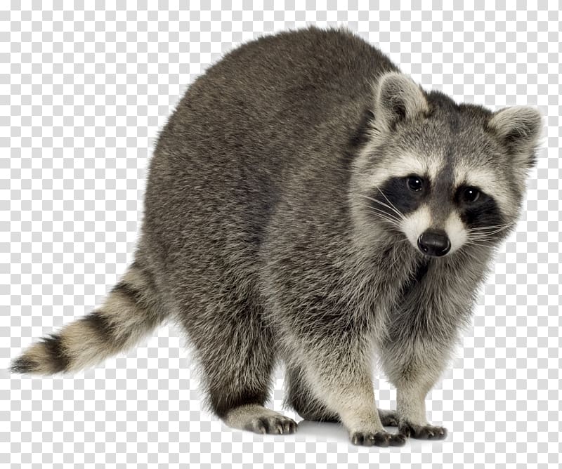Raccoon Baylisascaris procyonis Trapping , raccoon transparent background PNG clipart