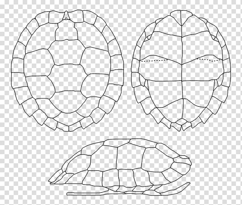 Asian leaf turtle Turtle shell Carapace Coiraza, turtle transparent background PNG clipart