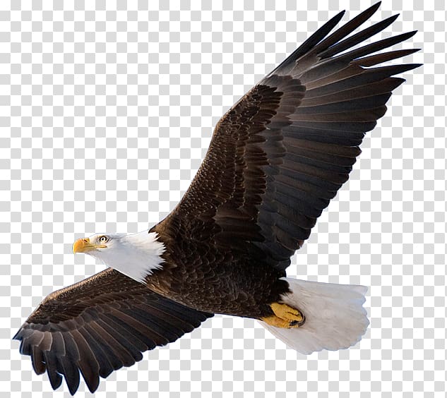 Bald Eagle Bird of prey , eagle transparent background PNG clipart