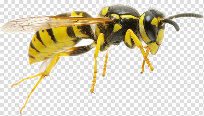 Hornet Characteristics of common wasps and bees Insect, wasp transparent background PNG clipart