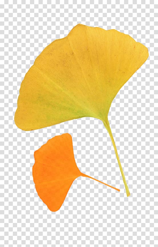 two orange and yellow leaves, Leaf Ginkgo biloba Autumn Deciduous, Autumn leaves ginkgo leaves transparent background PNG clipart
