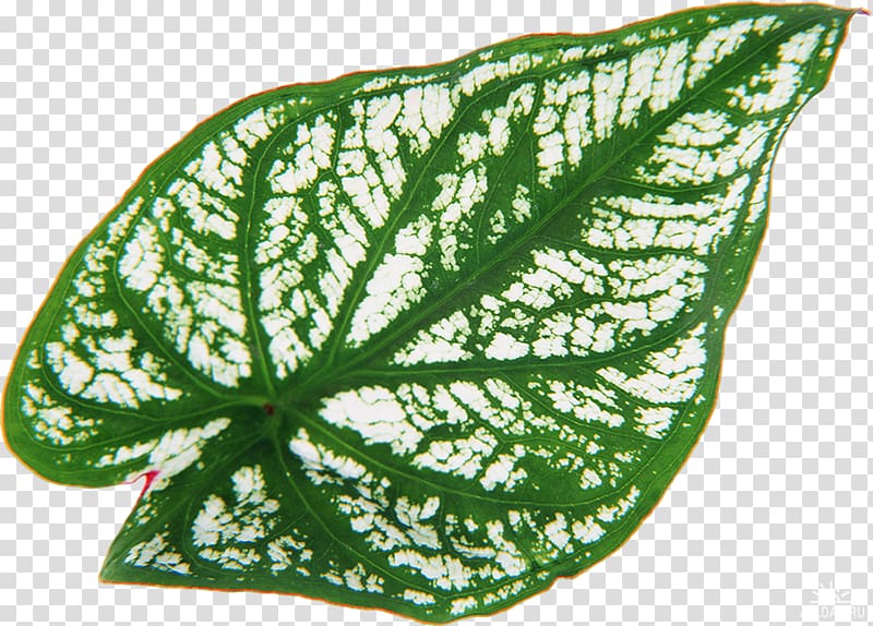 Leaf Heart of Jesus Plant Vascular bundle, Leaf transparent background PNG clipart