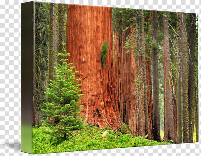 Sequoia National Park Grizzly Giant Trunk Sequoia National Forest Giant sequoia, tree transparent background PNG clipart