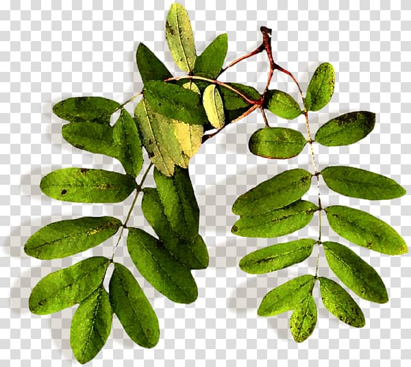 Leaf Rowan Tree Plant stem Herbalism, Leaf transparent background PNG clipart