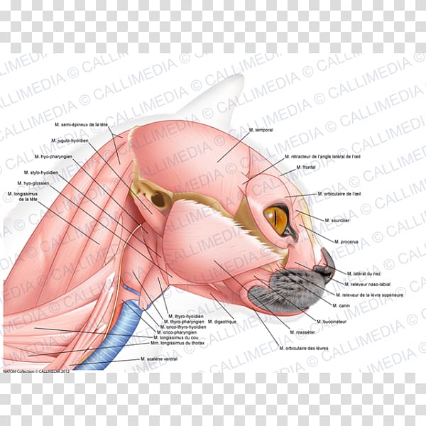 Ear Cat Ischiocavernosus muscle Anatomy, ear transparent background PNG clipart
