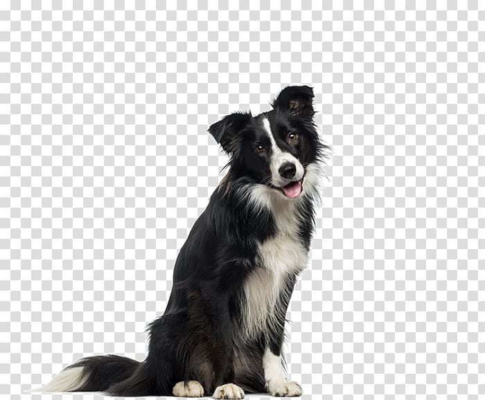 Border Collie English Shepherd Cloud 9 Canine Dog breed Dog biscuit, border collie transparent background PNG clipart