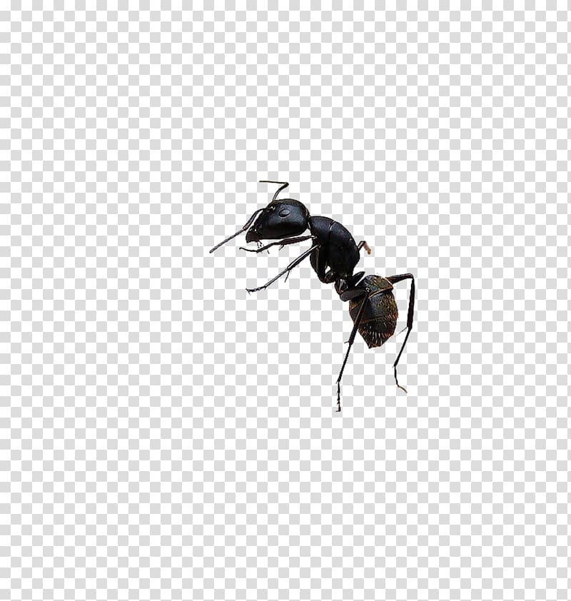 Black garden ant Bee Insect, Black ants transparent background PNG clipart