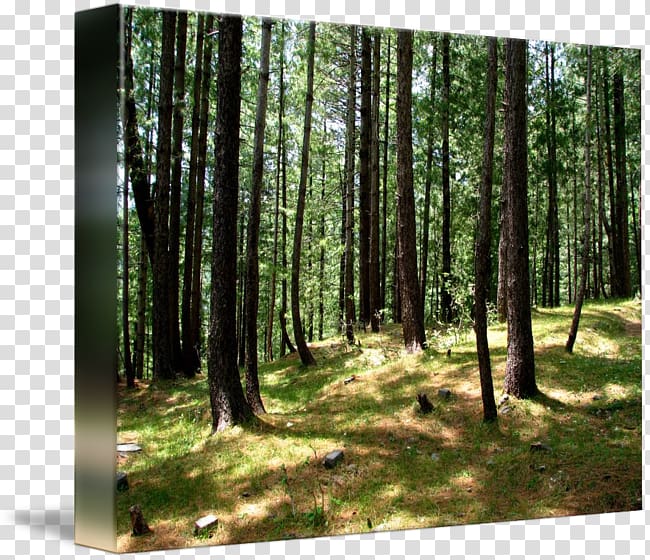 kind Temperate coniferous forest Art Tropical and subtropical moist broadleaf forests, forest transparent background PNG clipart