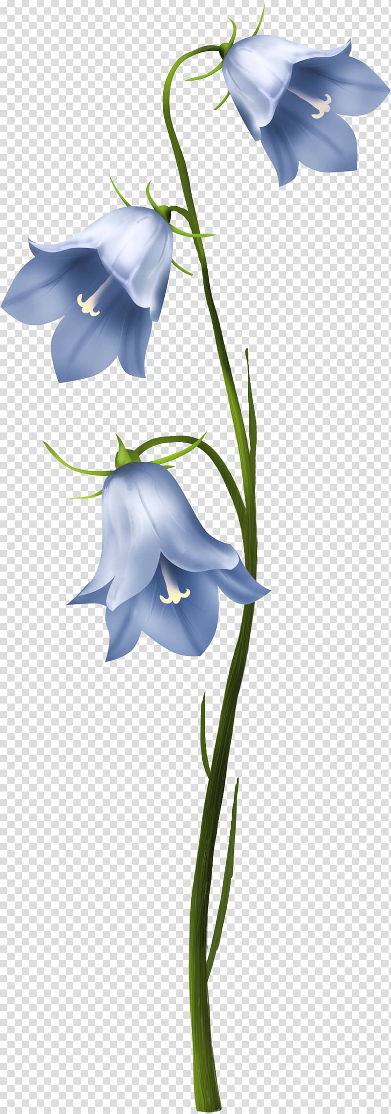 Cut flowers Plant stem Harebell, gurdwara transparent background PNG clipart