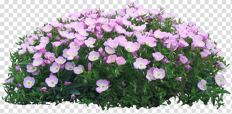 Flower garden, callalily transparent background PNG clipart