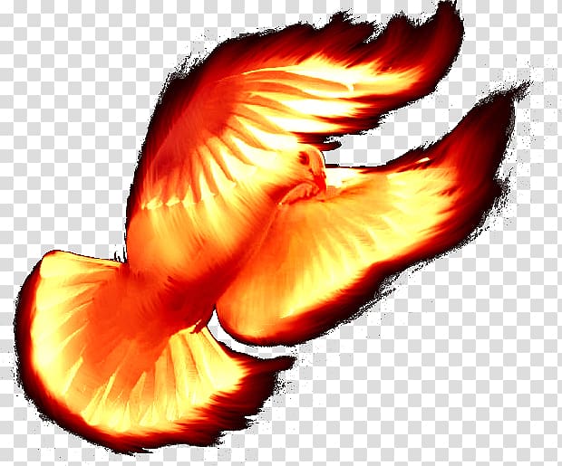 Holy Spirit Beak Sacred Understanding, others transparent background PNG clipart