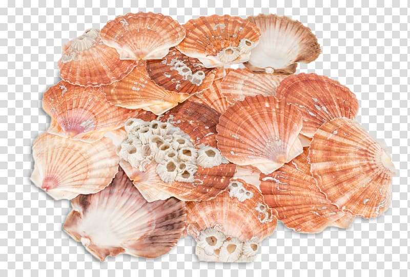 Great scallop Seashell Pecten jacobaeus Pectinidae Bivalvia, seashell transparent background PNG clipart