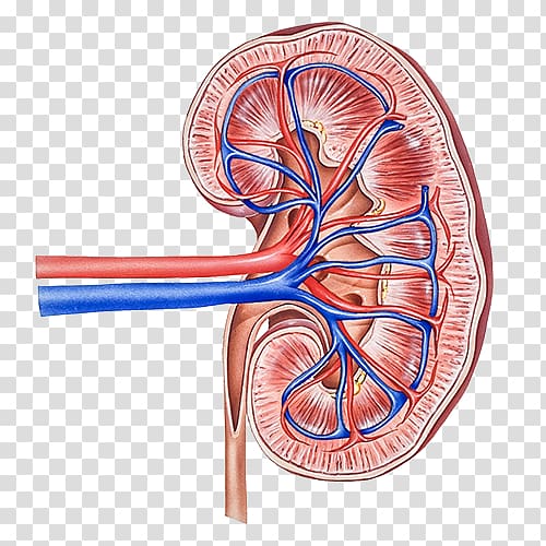 Renal cell carcinoma Chronic kidney disease (ckd) Kidney cancer, blood transparent background PNG clipart