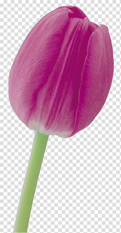 Tulip Cut flowers Petal Purple, tulip transparent background PNG clipart